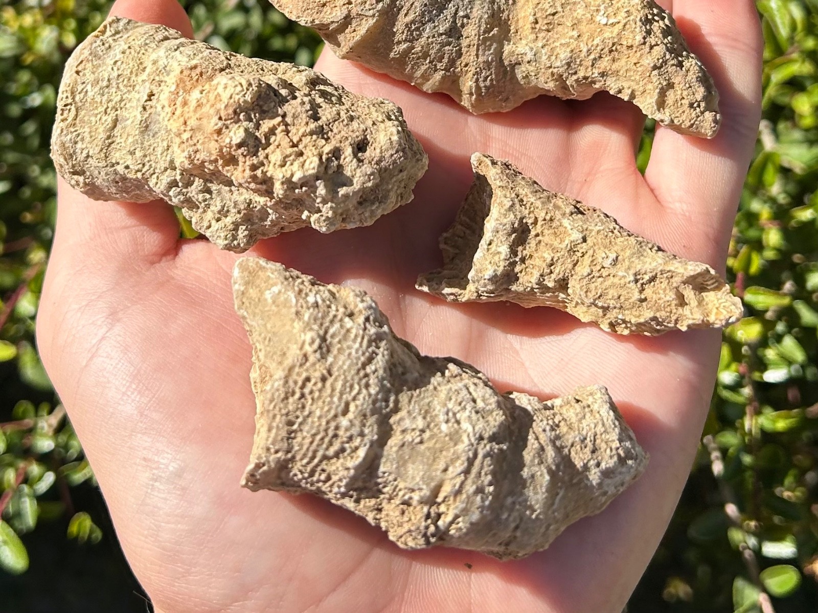 BIG Texas Fossil Horn Coral LOT OF 5 Caninia sp. Pennsylvanian Age