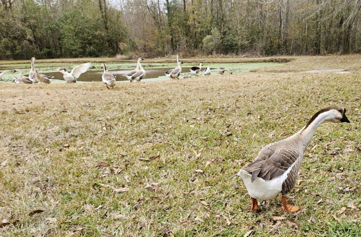 3 + African Goose Hatching Eggs Fertile Louisiana Farm Fresh MULTIPLES AVAILABLE
