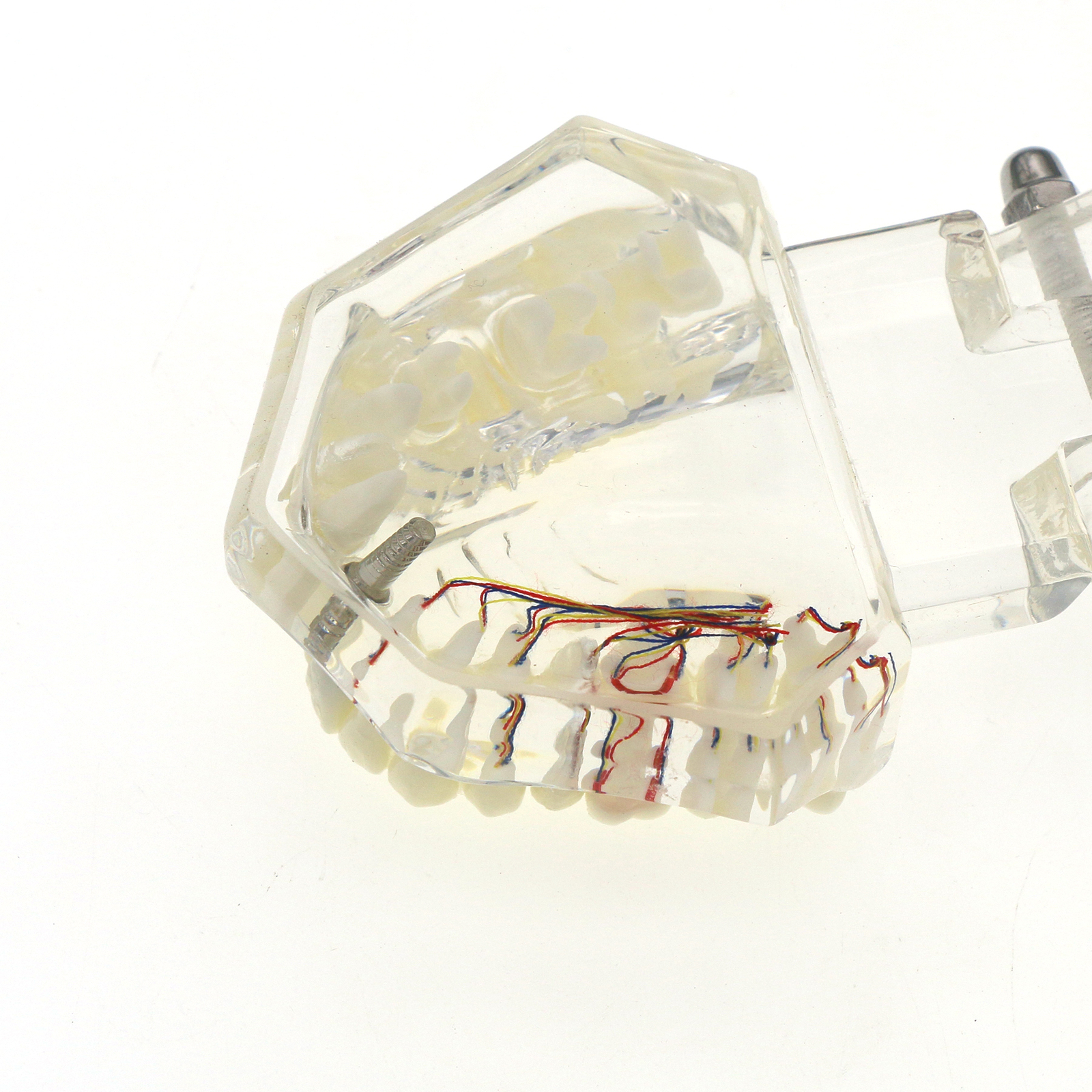 Dental Oral Typodont Model Implant Pathological Teaching Standard Size (Clear)