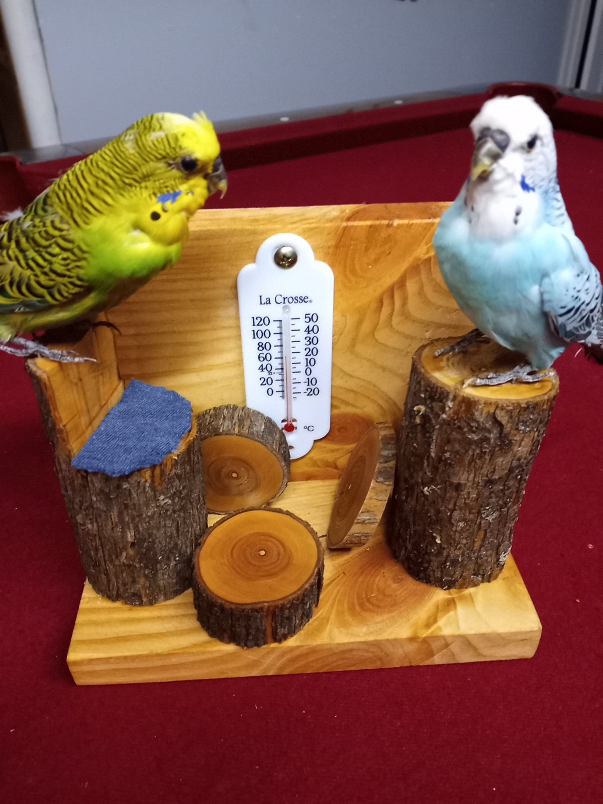 DUAL PARAKEET TAXIDERMY WALL OR TABLE DECORATION Bulgarian Parakeets