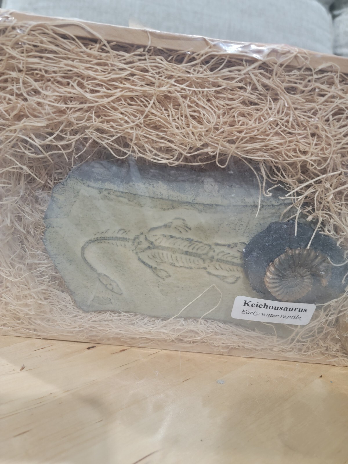 GeoCentral Keichousaurus, Ammonite, Raptor Claw - Fossils Replicas From The Past