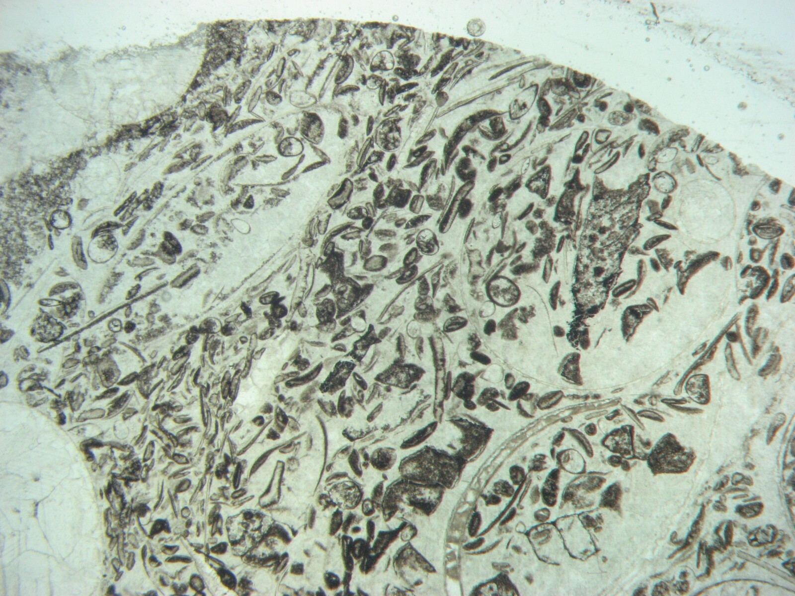 Geological Rock Formation & fossil Thin Section collection 100 slides in case