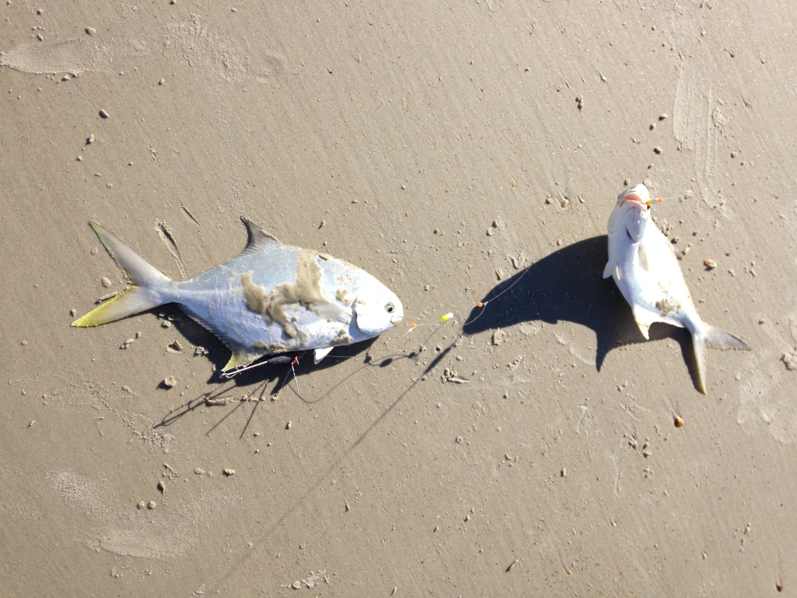 Premium Pompano Rig "Sand Flea-Coquina Clam" Fishing Rigs Pompano Whiting Spots