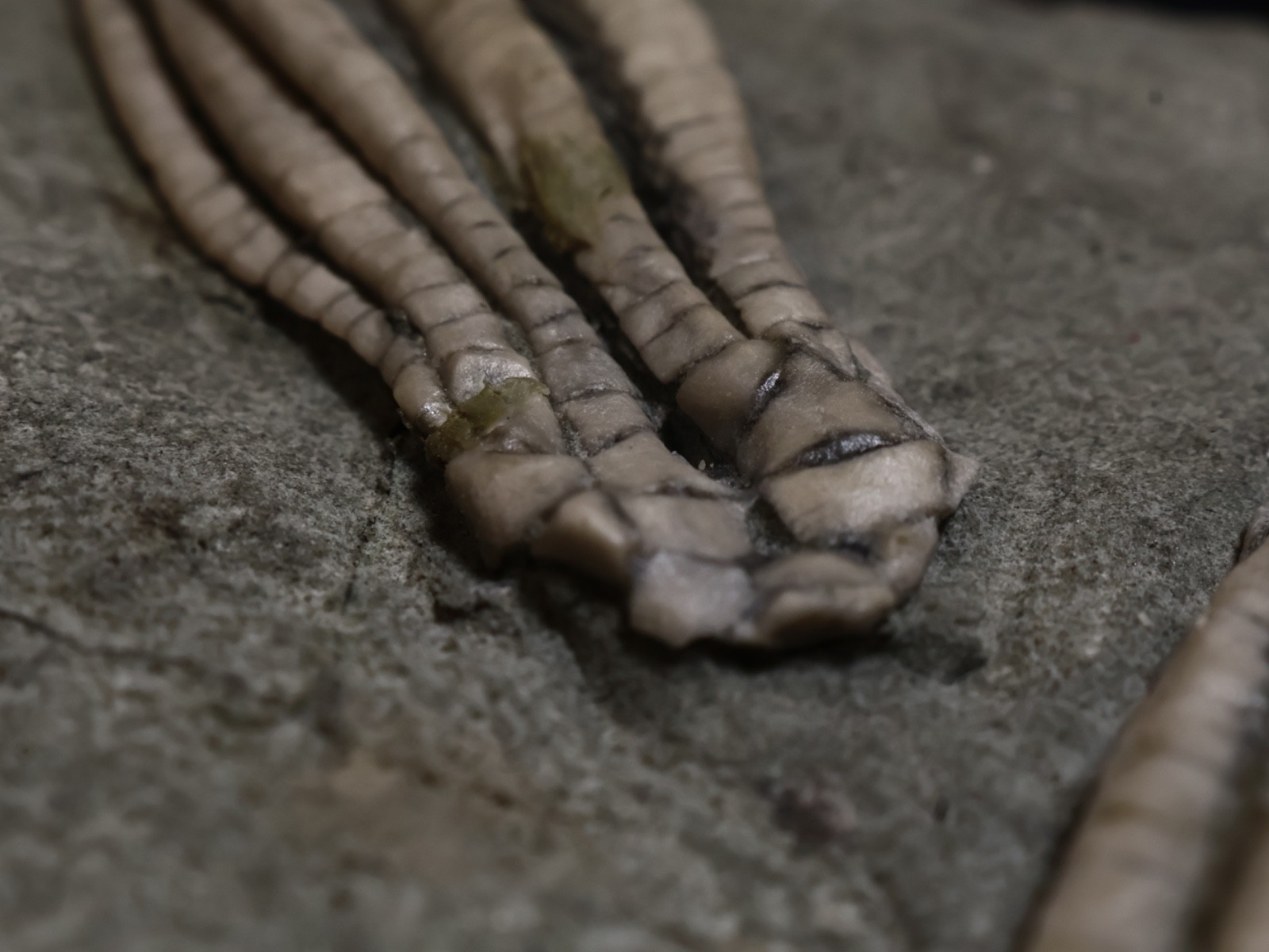 Two Scytalocrinus decadactylus Fossil Crinoids, Crawfordsville, Indiana