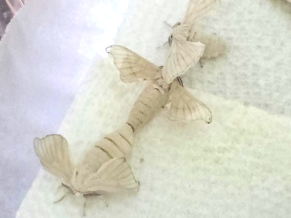 Silkworm Eggs - 100 Count