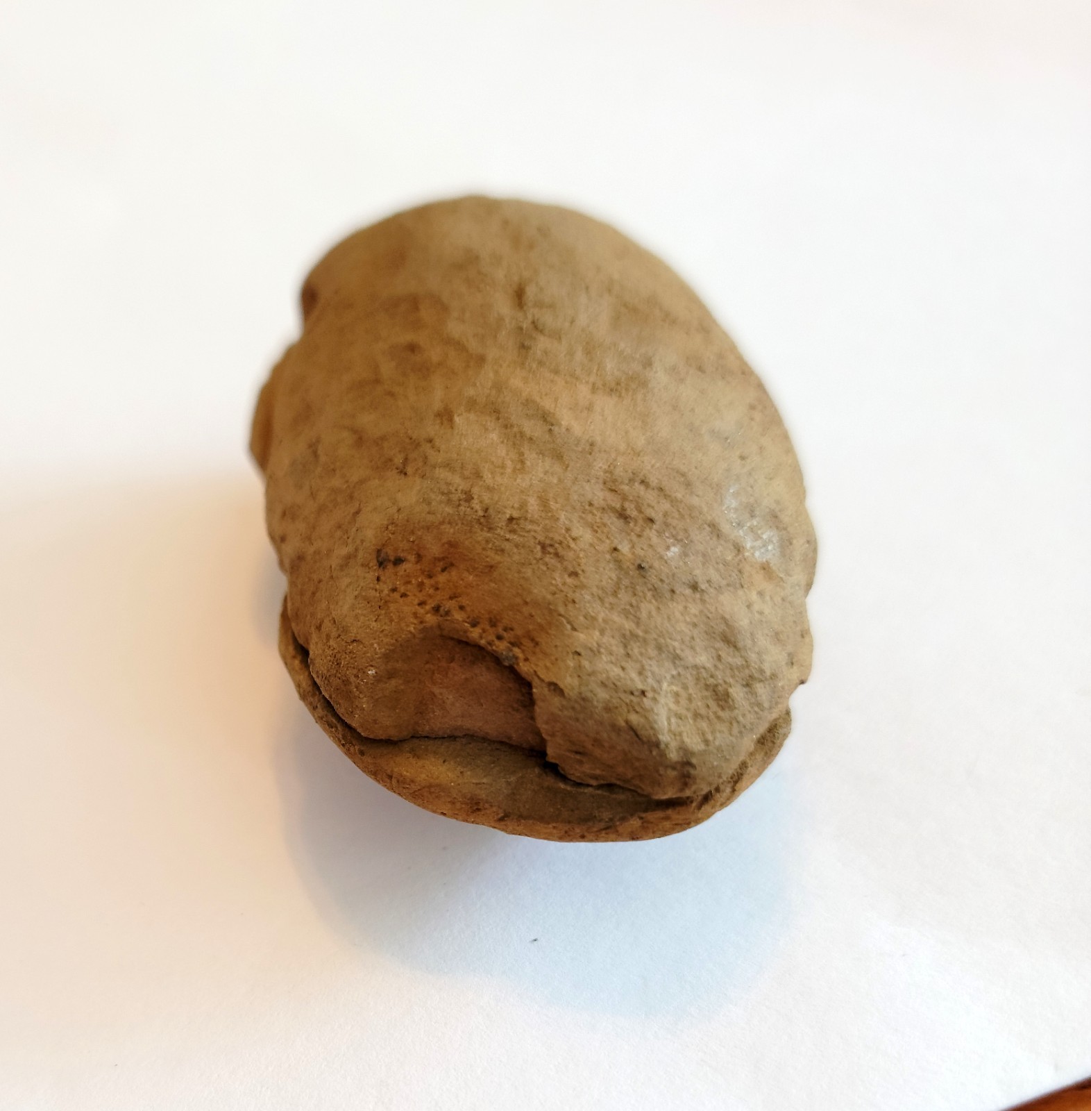 Mazon Creek Woody Stem with Nodes Fossil Nodule Pair