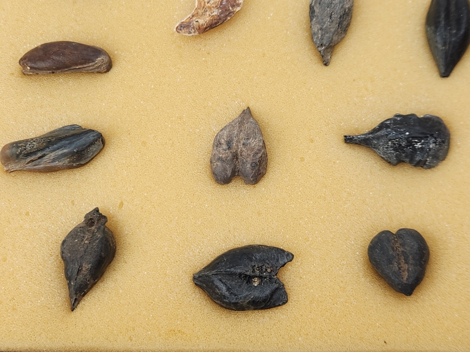 Fish Swim Bladder Fossil - Florida - 1 Per Purchase