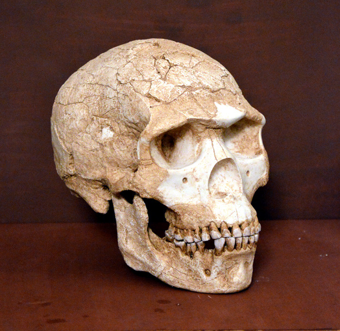 Skhul 5 Skull Replica