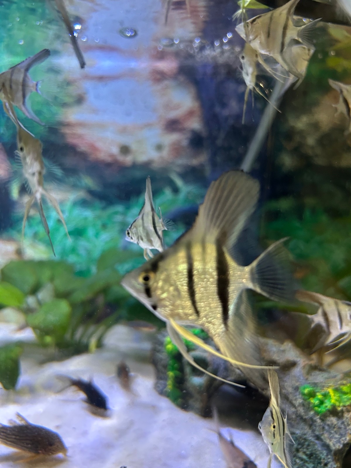 6 + 3 Free PH Blue Angelfish (Zebra/Stripped) Nickel / Quarter