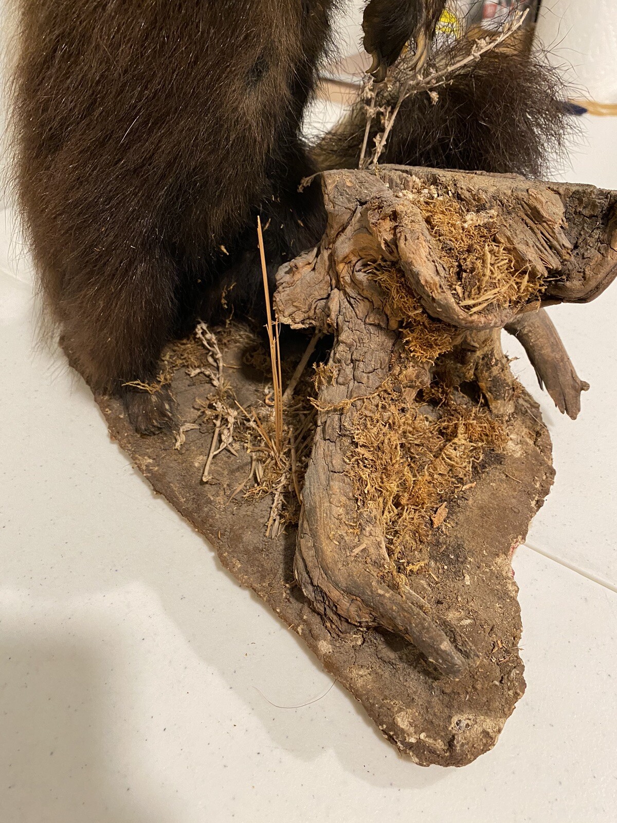 Rare Adult Brown Striped Skunk Taxidermy Mounted 16” Tall Vintage Oddity NICE