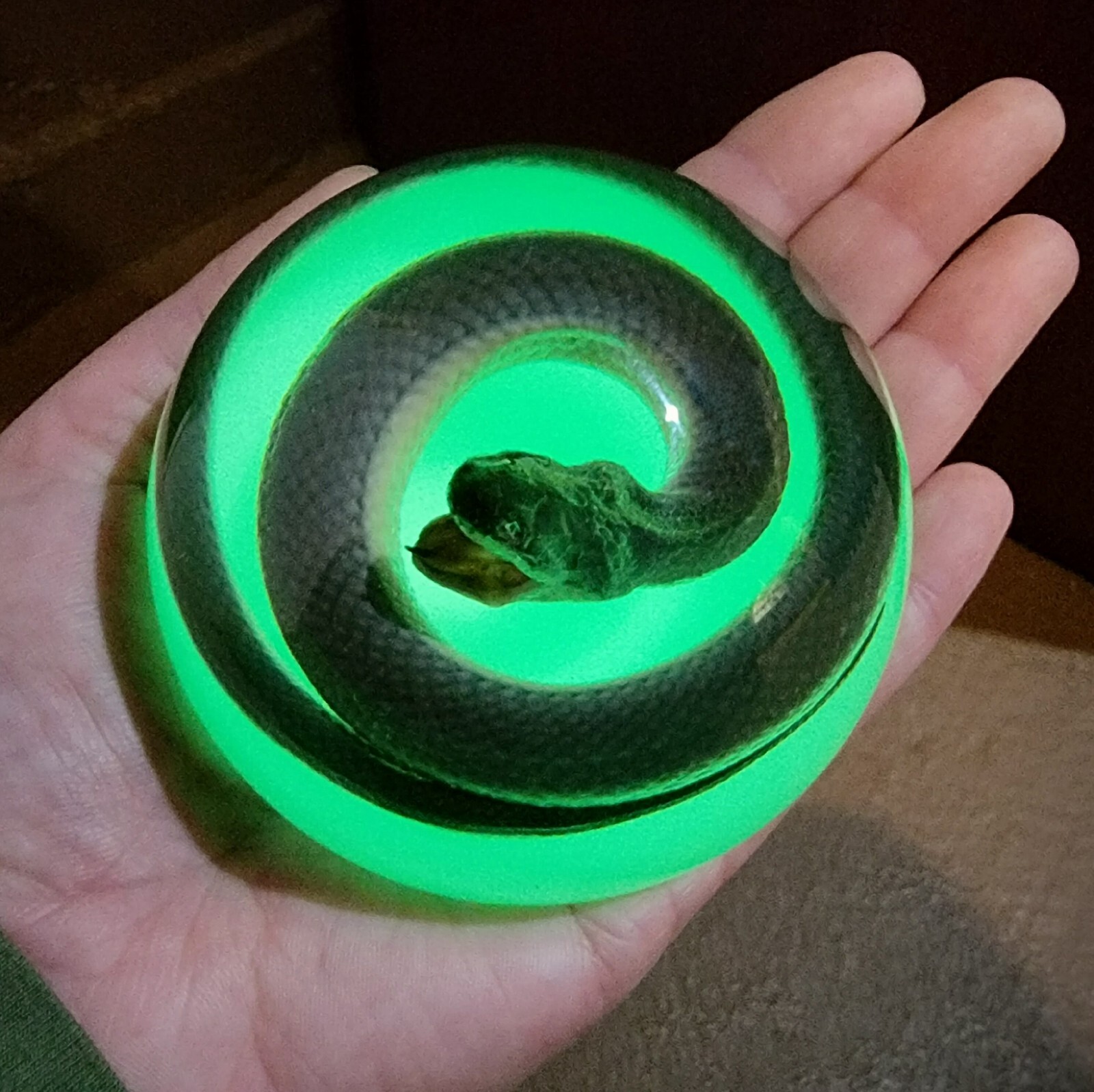 Real snake in resin, glow in the dark, oddities curiosities, Enhydris Plumbea