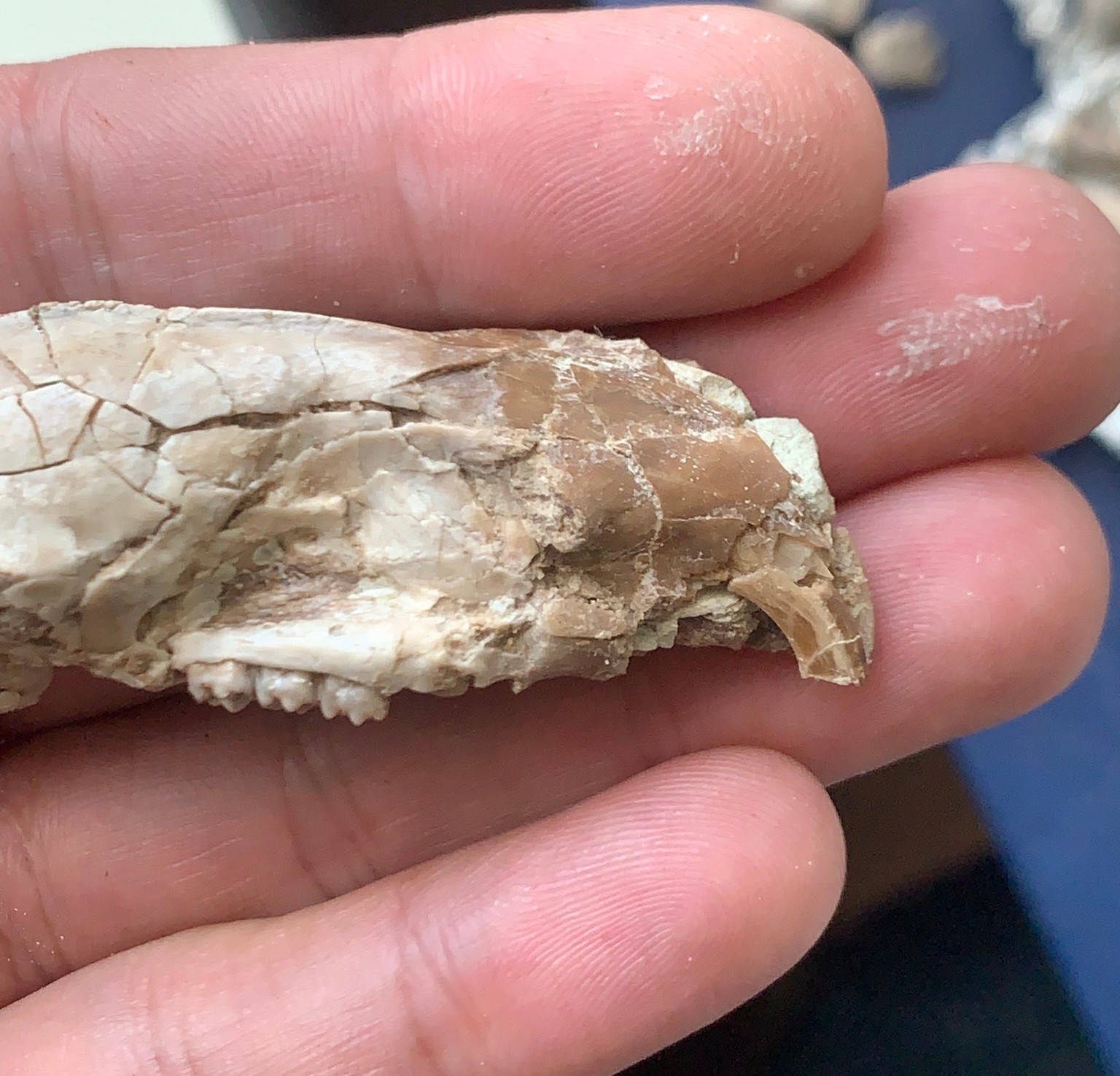Fossil squirrel skull, Ischyromys, White river badlands, Nebraska