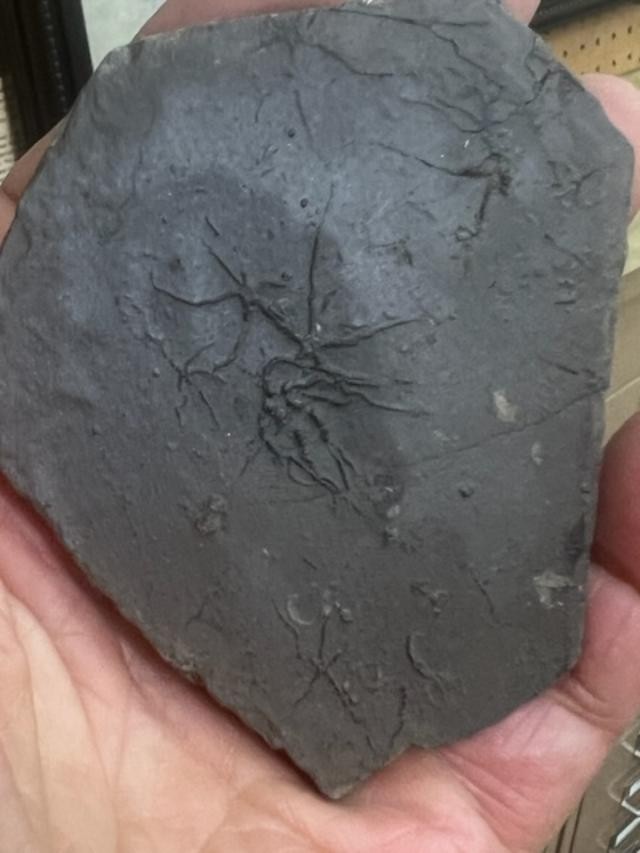 GEOLOGICAL ENTERPRISES Jurassic fossil echinoderm Ophiopinna elegans France