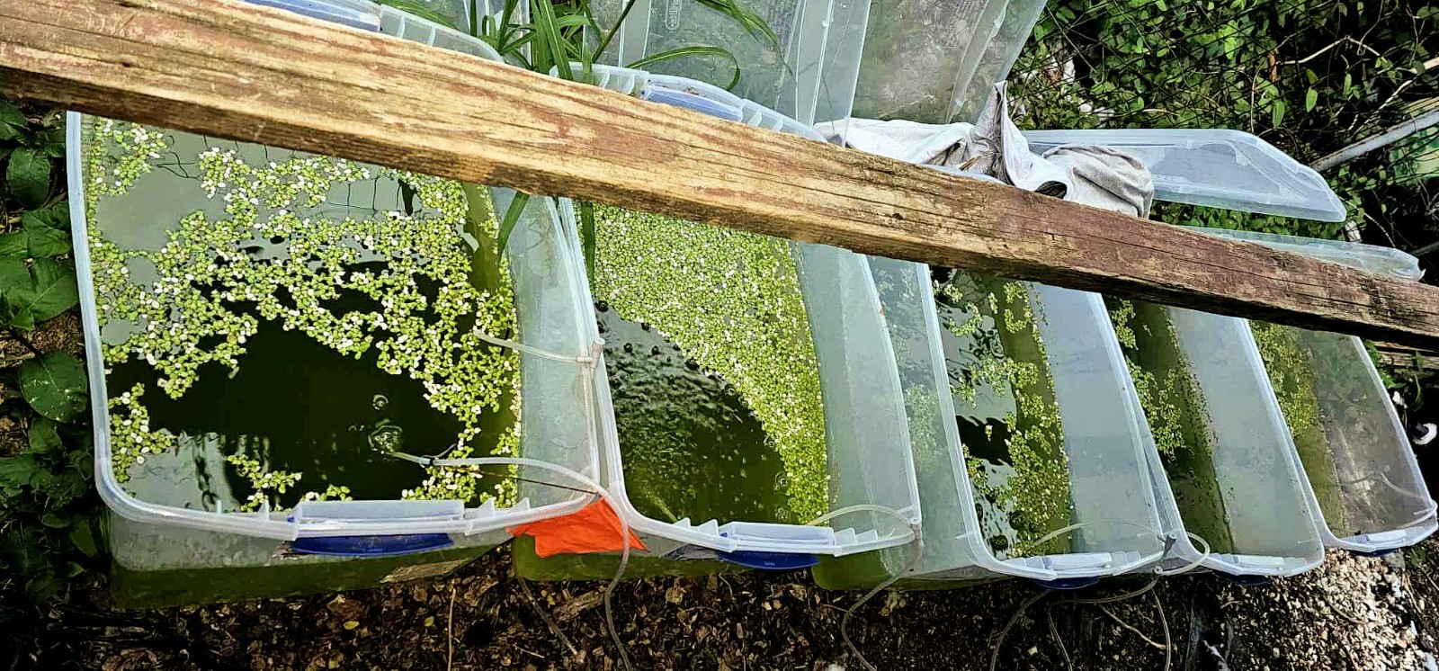 Rich Green Water (chlorella) 13oz Clean indoor cultures. Free Shipping