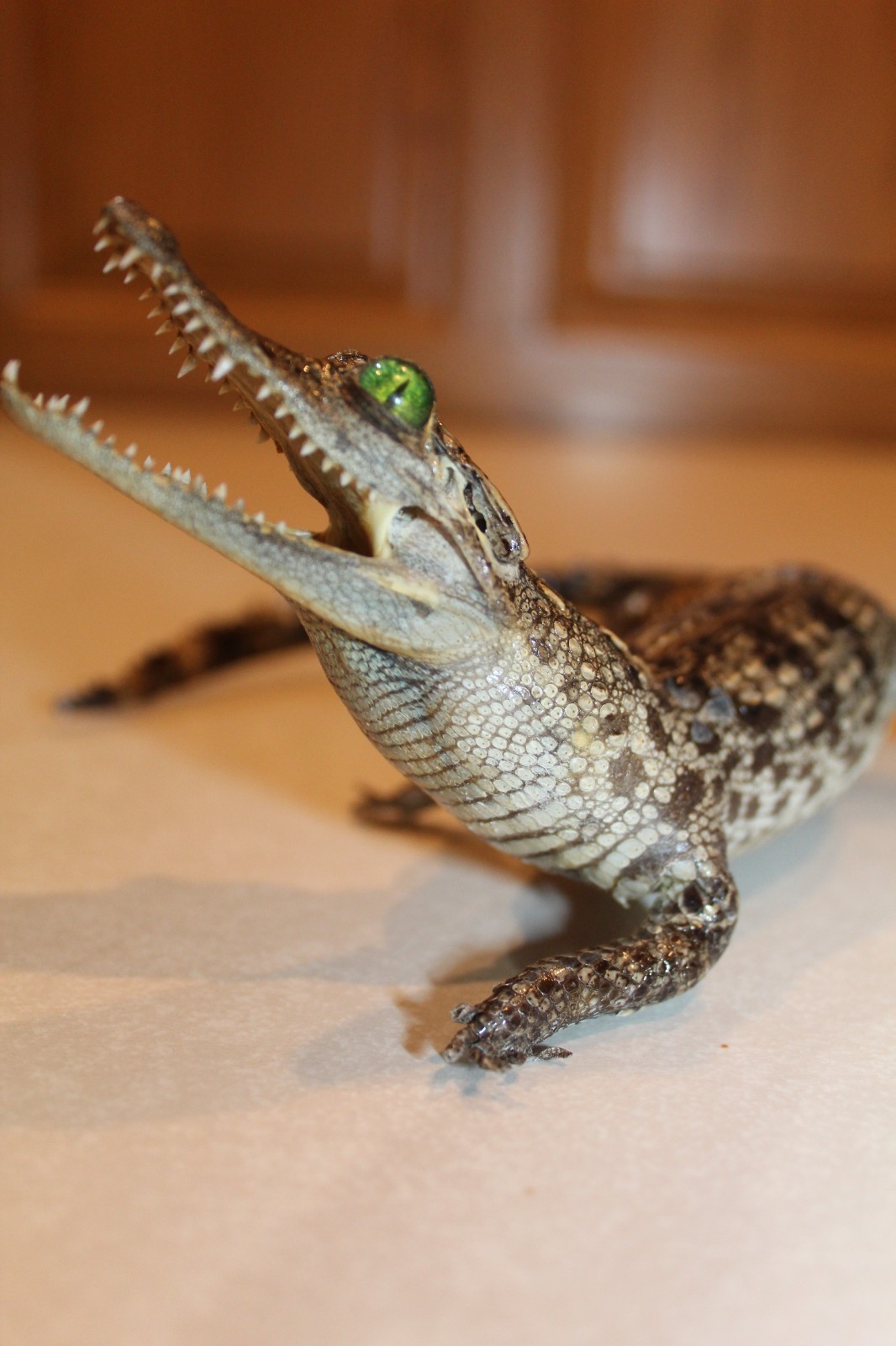 New Alligator Reptile Taxidermy Novelty Log Cabin Decor Whitetail Mule Deer