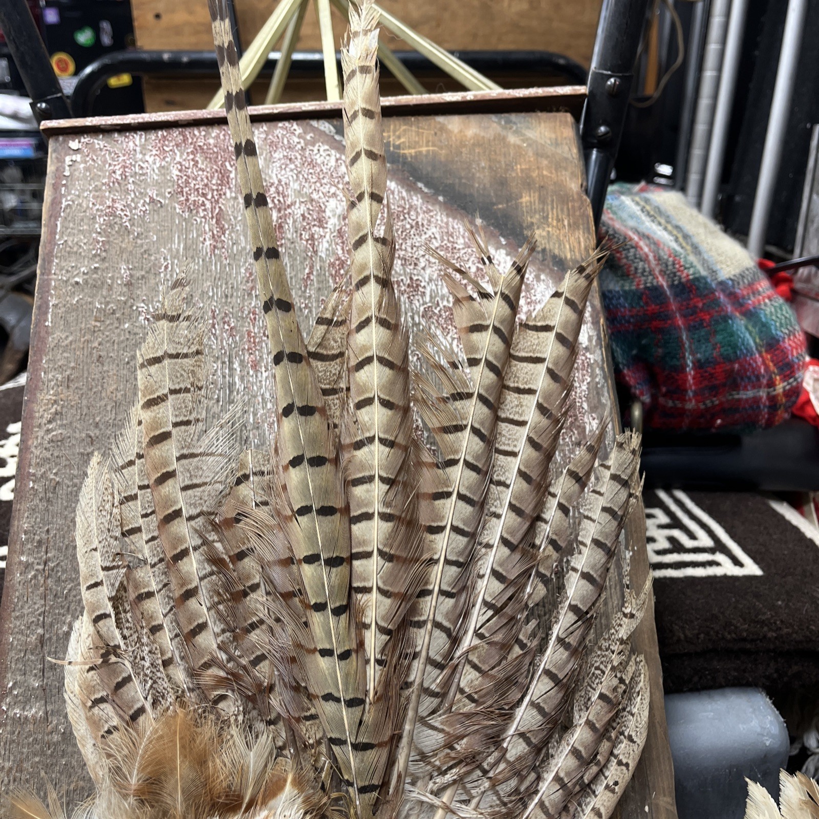 VINTAGE TAXIDERMY RING-NECKED FULL PHEASANT WALL MOUNT 24” CABIN HUNTING