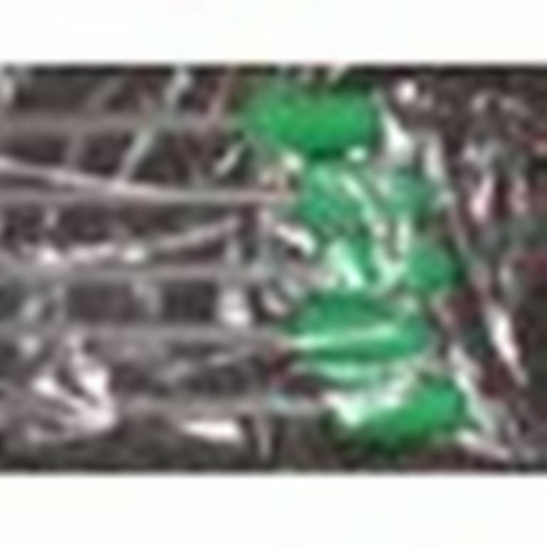 Gilt Artificial Insemination AI Rod Green Foam Tip Inserts With Handle 5ct