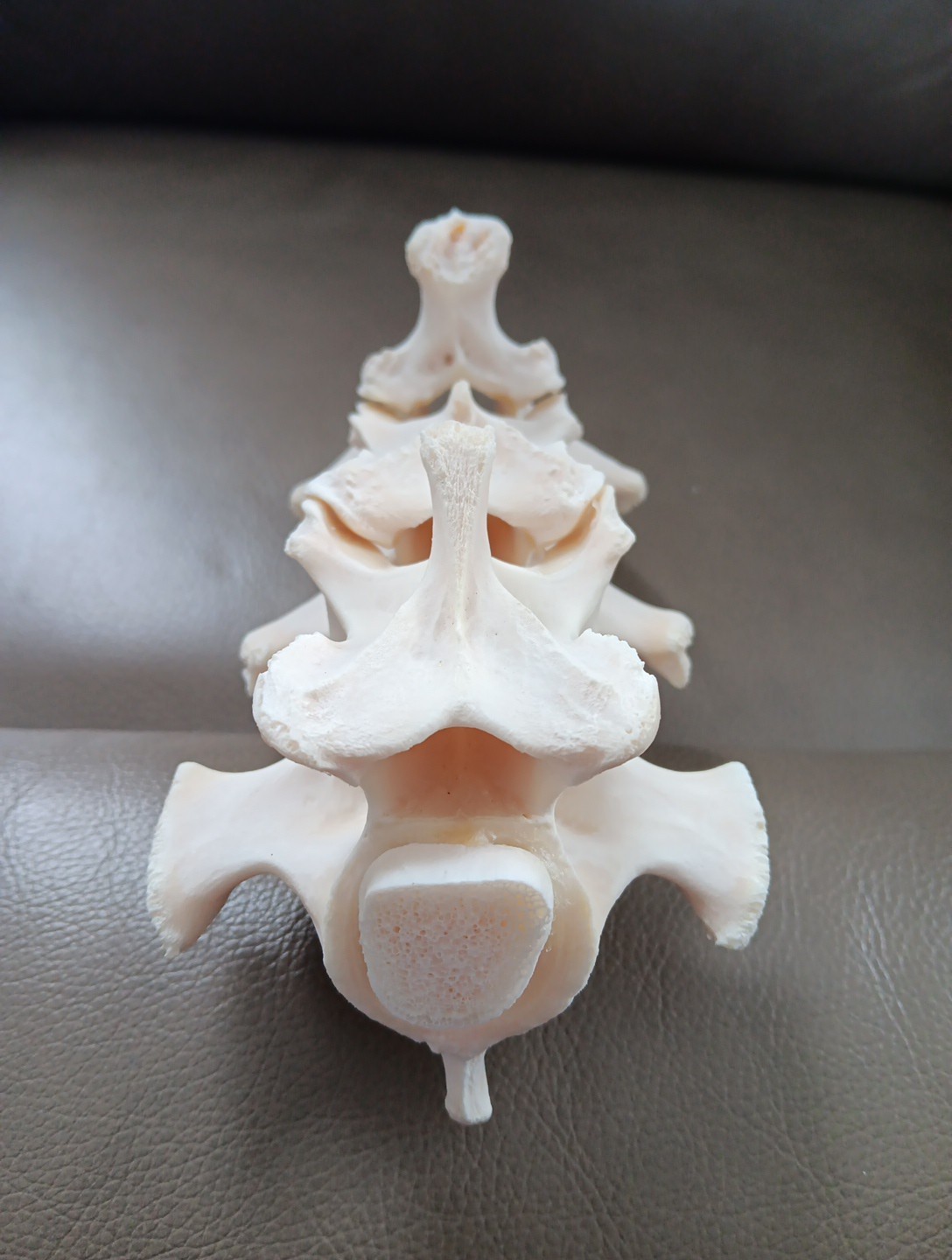 Deer Spine Connected 3 Vertebrae Professionally Cleaned Whitened Taxidermy Buck