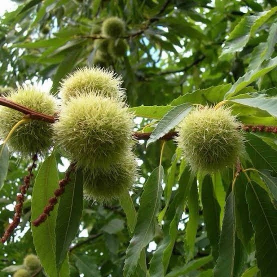 2 Chinese Chestnut Trees 2ft Tall Now Ready To Plant Live Trees