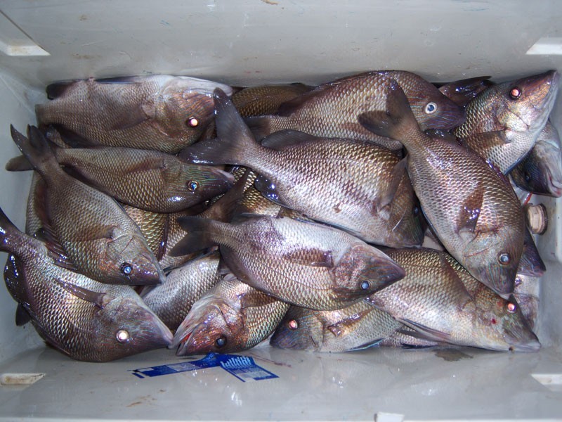 Premium Pompano Rig "Sand Flea-Coquina Clam" Fishing Rigs Pompano Whiting Spots