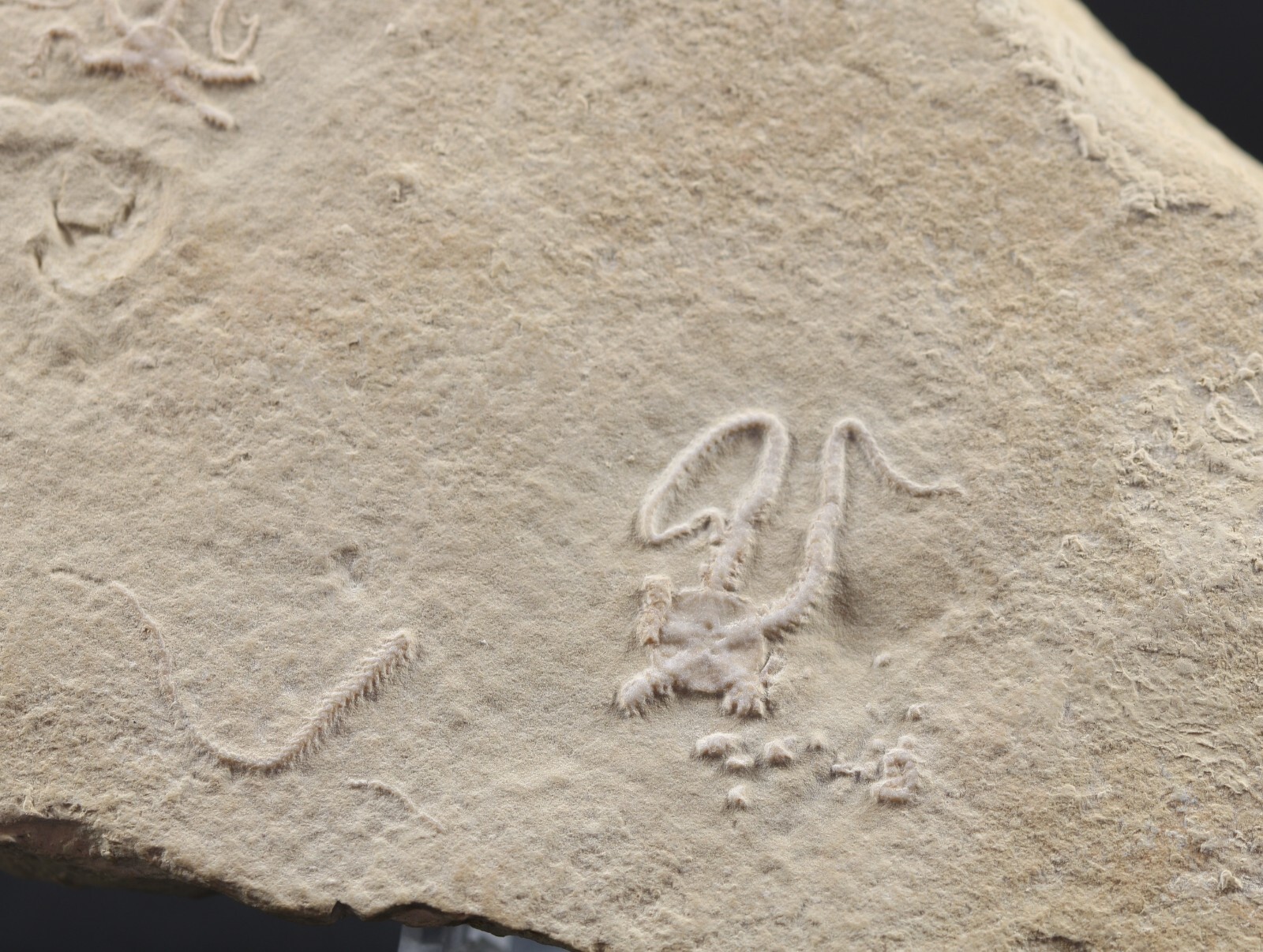 2 Jurassic Brittle Star Fossils Solnhofen Germany COA 5616