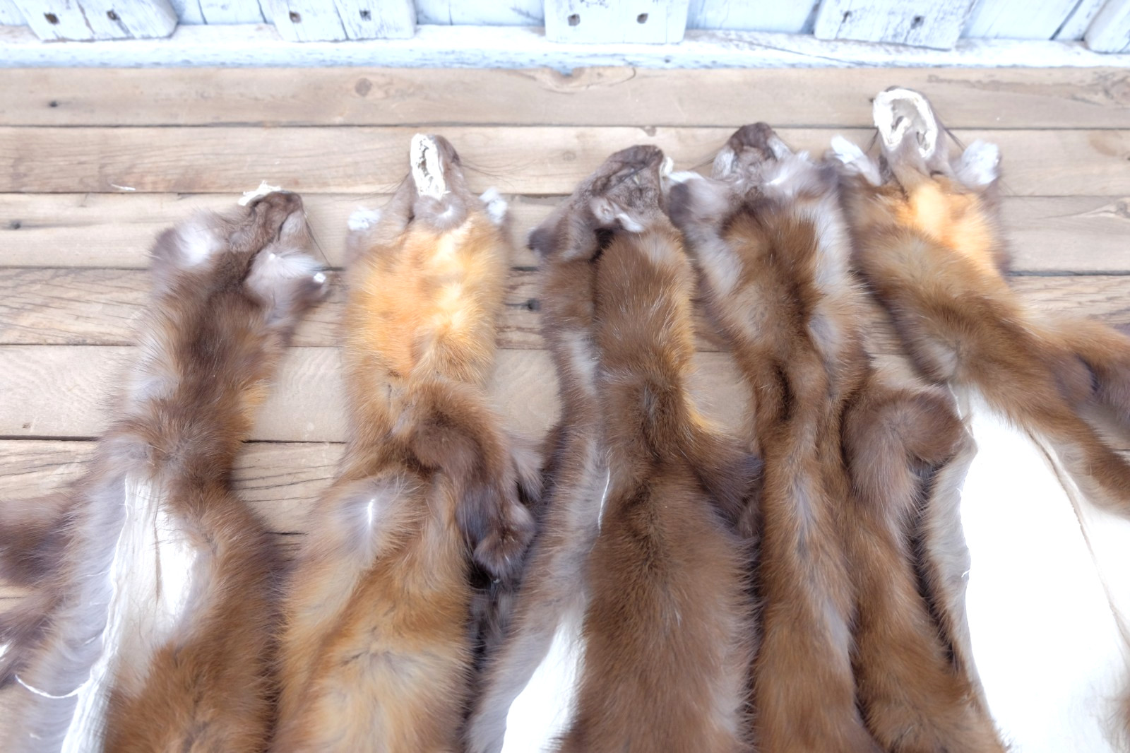 XL Pine Marten Pelts Tanned Fur -Top Taxidermy Quality- Soft Tanned