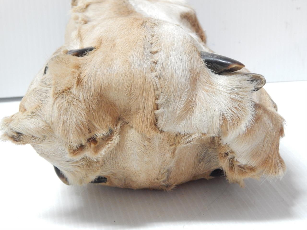 VINTAGE BLACKFEET PIEGAN INDIAN POUCH ELK HOOF BAG POUCH - XLNT CONDITION - NR