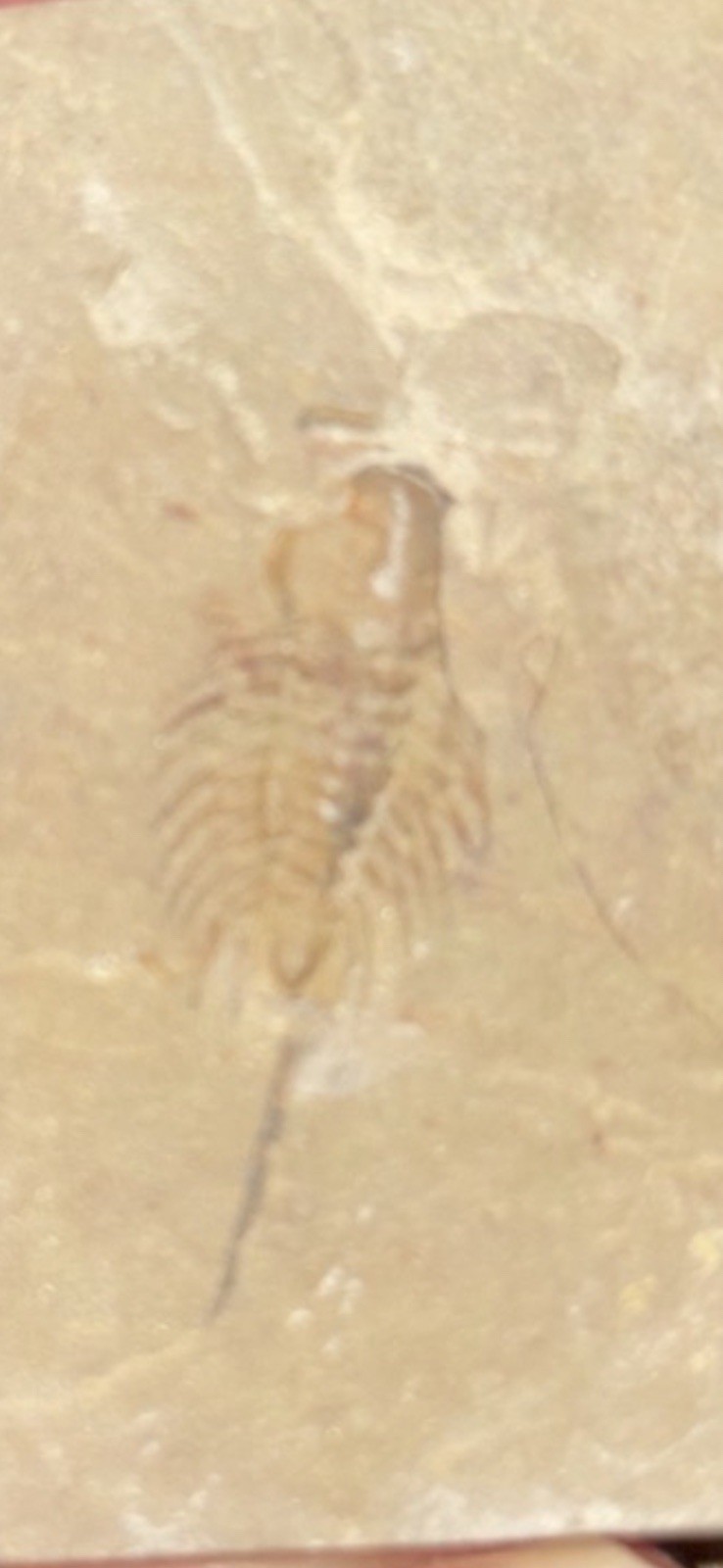 Positive And Negative Of Rare Trilobite With Long Spine Lower Cambrian