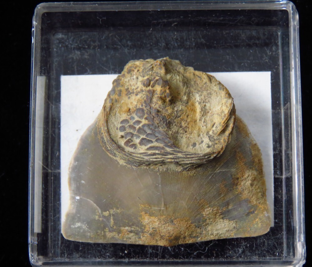 Edrioaseroid- 1 1/2"- Isoroph;us cincinnatiensis - Ordovician-Cincinnati, Ohio