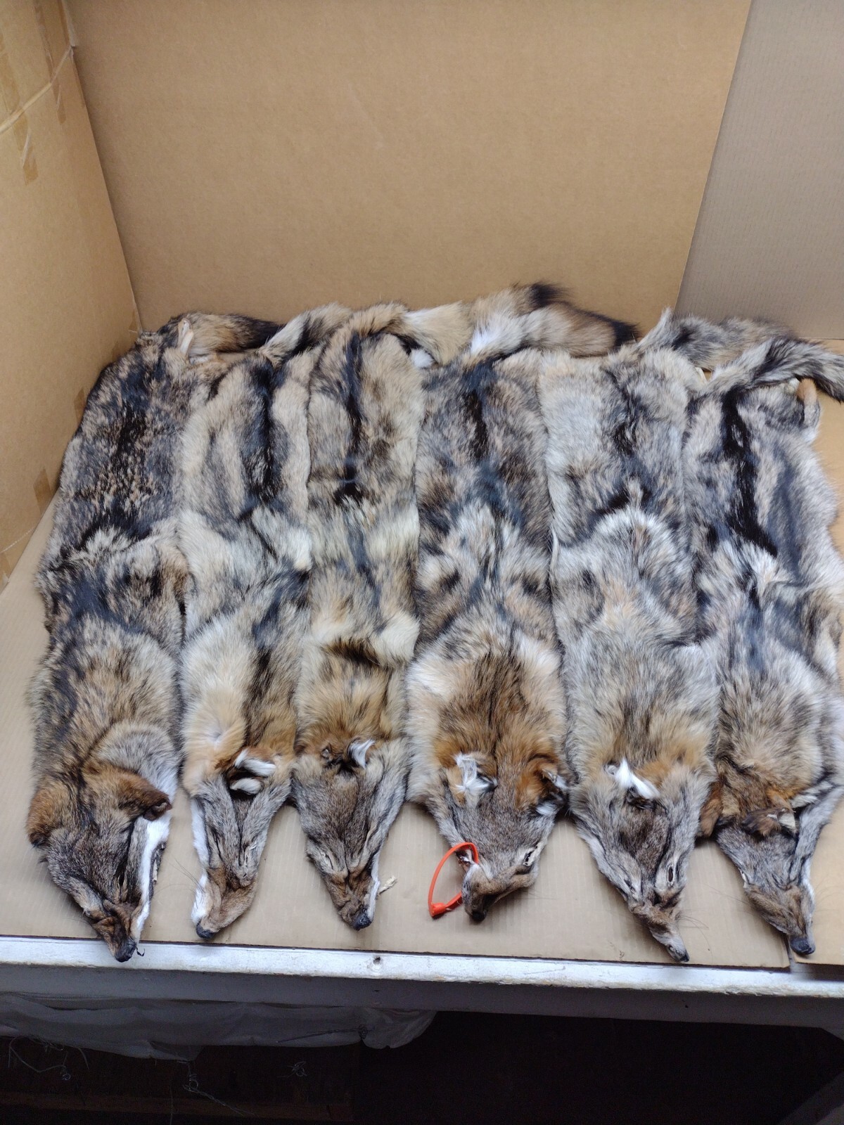 Tanned Eastern XXL Semi-Hvy Coyote Hide #1 Full Tail Grade/Furs/Taxidermy/Crafts