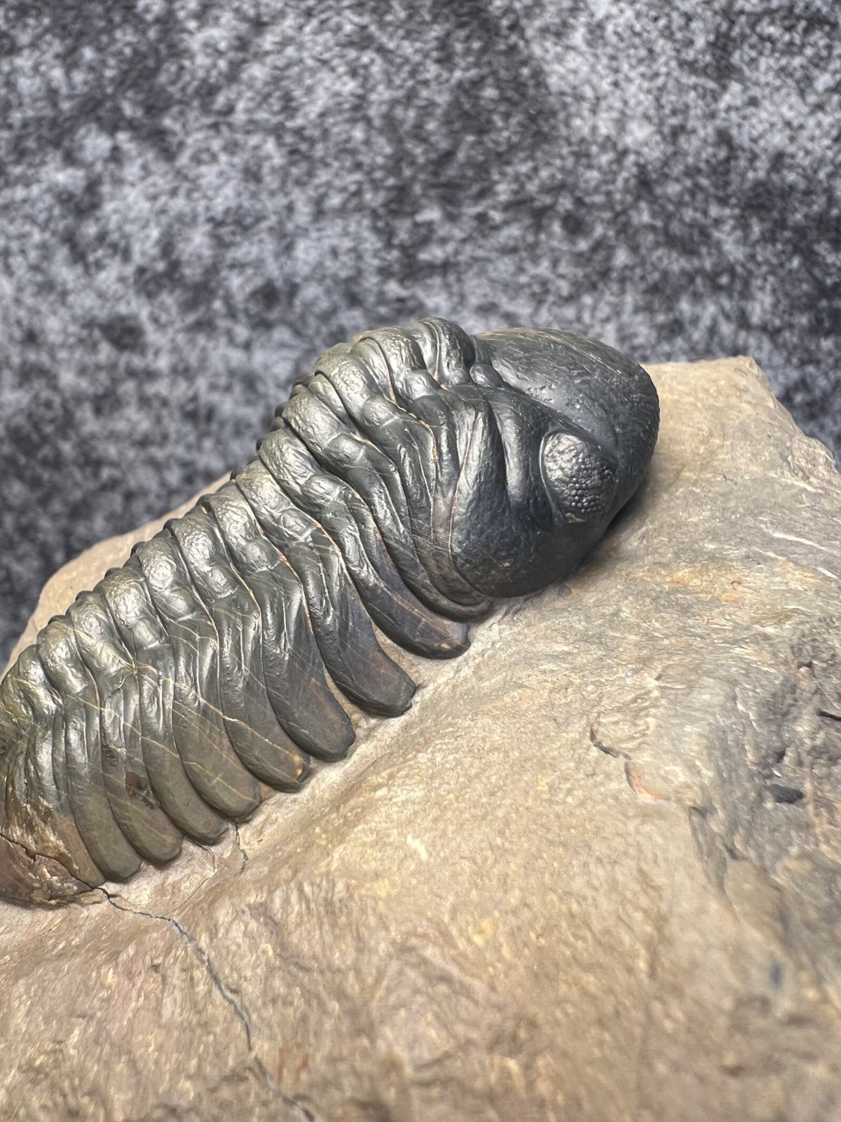 Reedops Trilobite Fossil – Detailed Collector Specimen