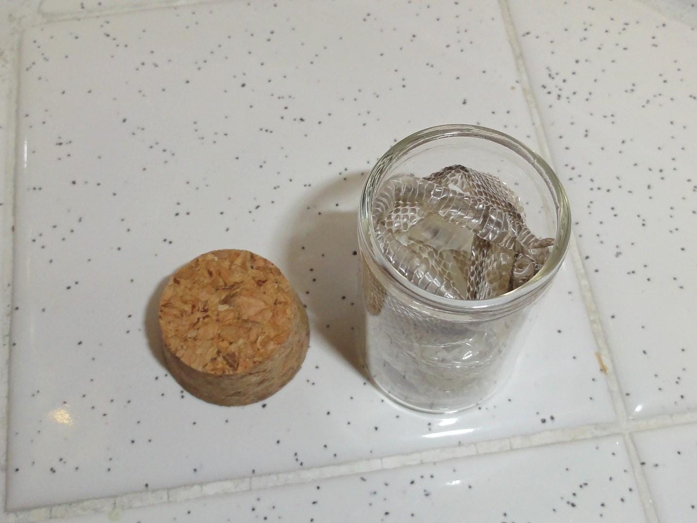 Snake Skin Small Oddity Jar curiosity glass vial reptile goth nature art