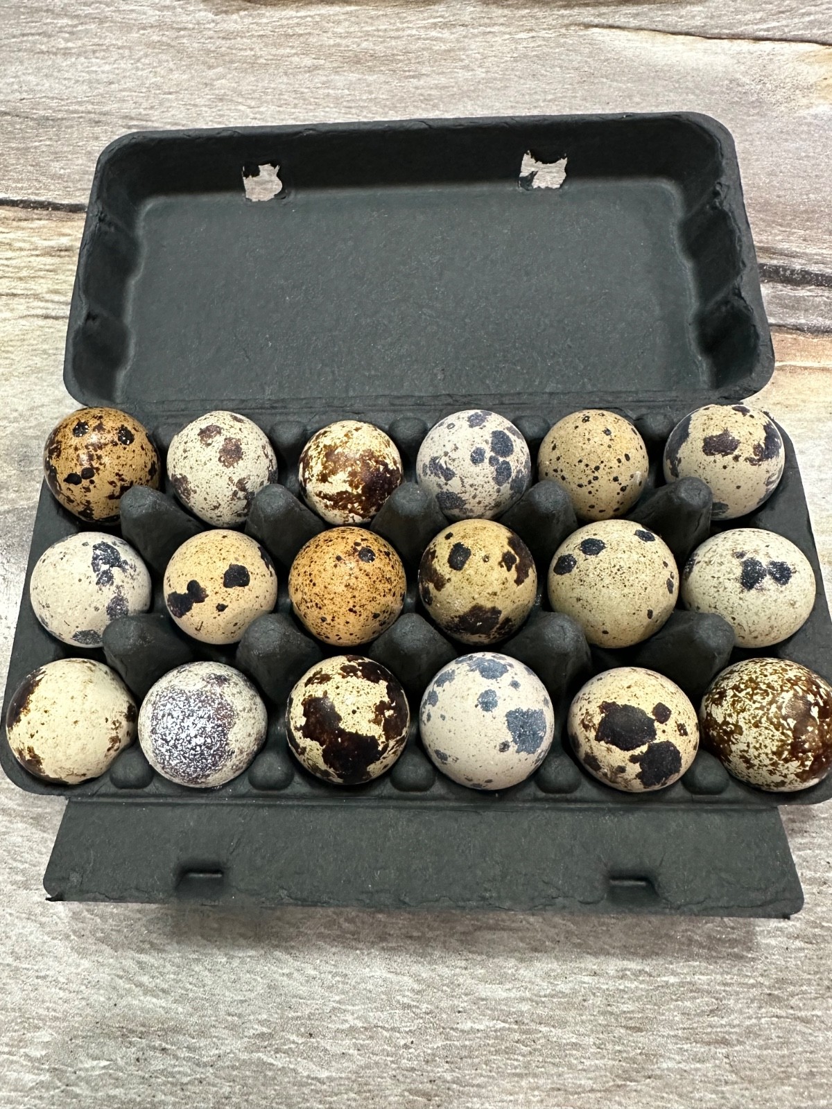 24 Coturnix Quail Fertile Hatching Eggs, NPIP Certified Game Farm