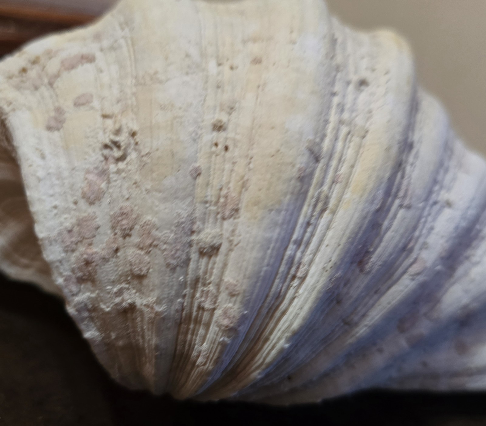 10" Natural Giant Clam Shell Tridacna Gigas Seashell Nautical Decor Beach House