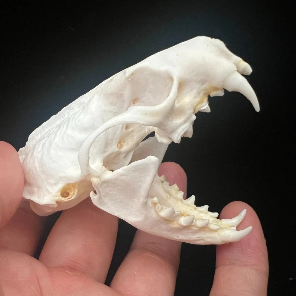 Real Mink Skull Taxidermy Professionally Cleaned Taxidermy Skull