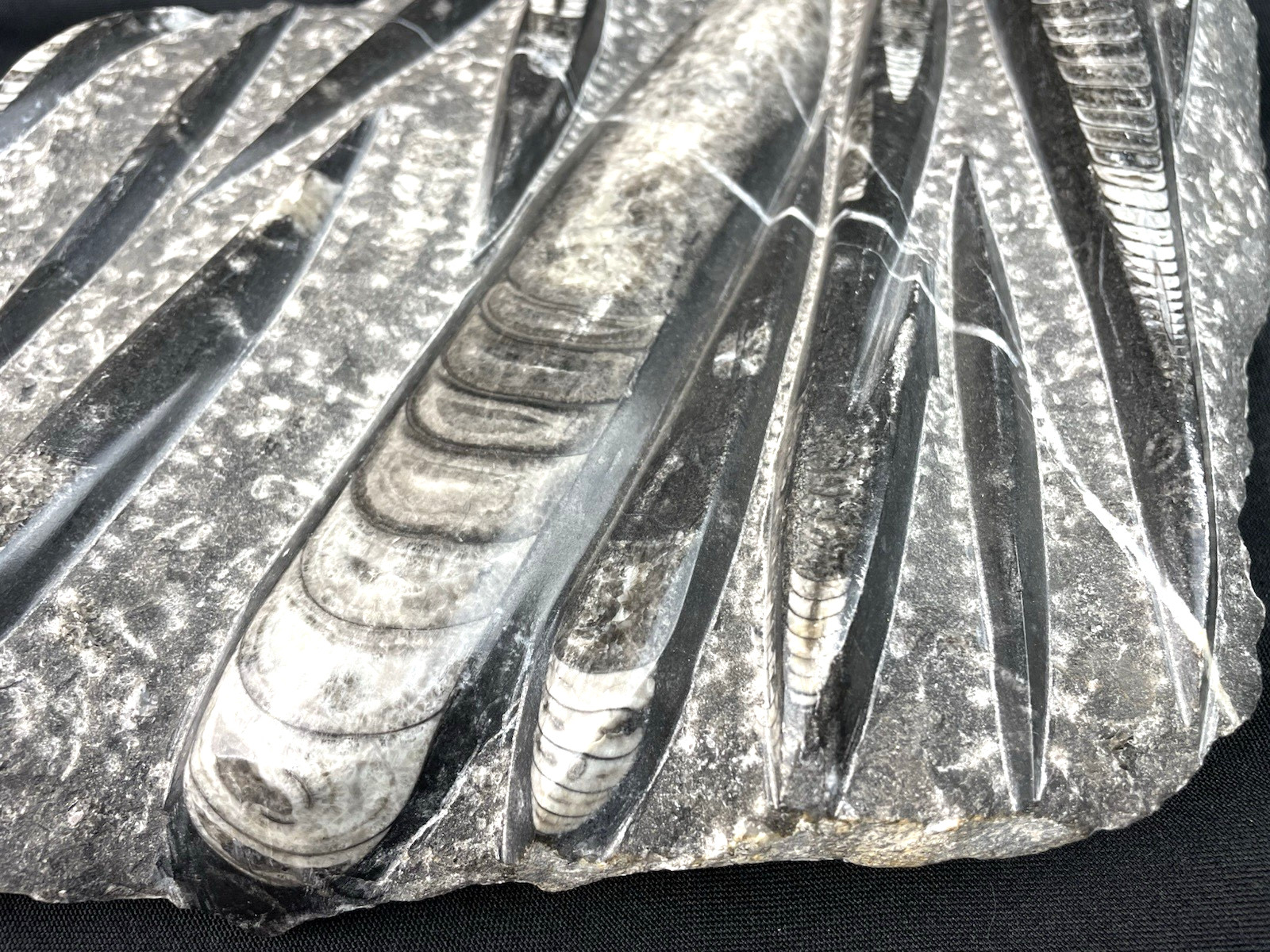 10 lbs Block of Polished Petrified Sea Life Fossil Devonian Orthoceras 9" x 12"