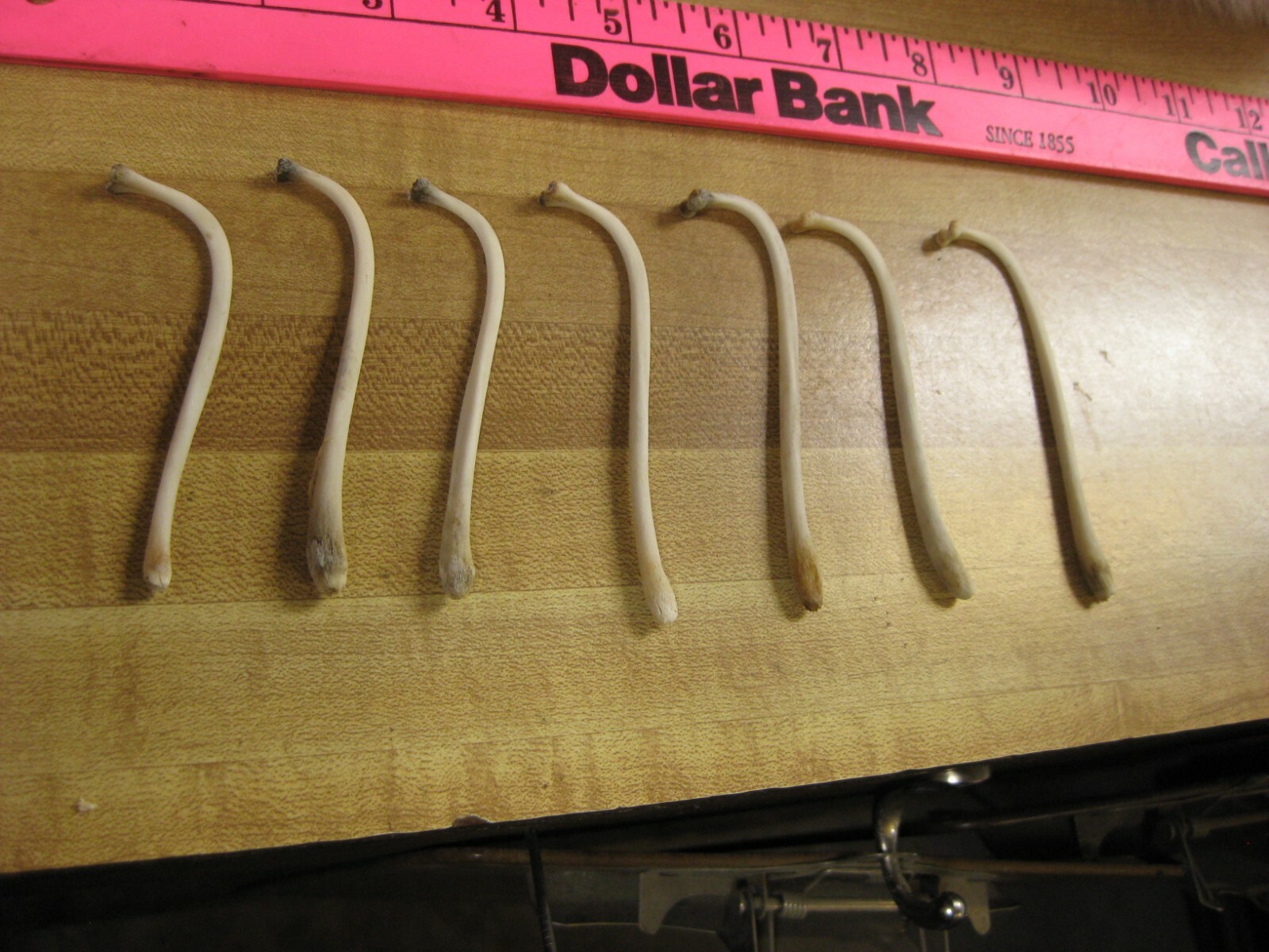 Raccoon Baculum Bone You Are Buying 1 Bone Only