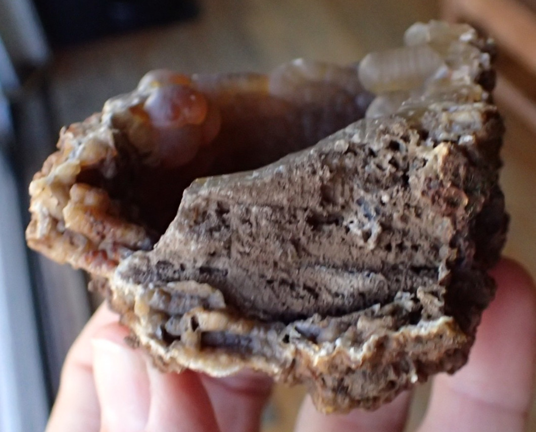 Botryoidal Fossil Coral Geode Fragment GA Agate Ocean Fluorescent Specimen WC8