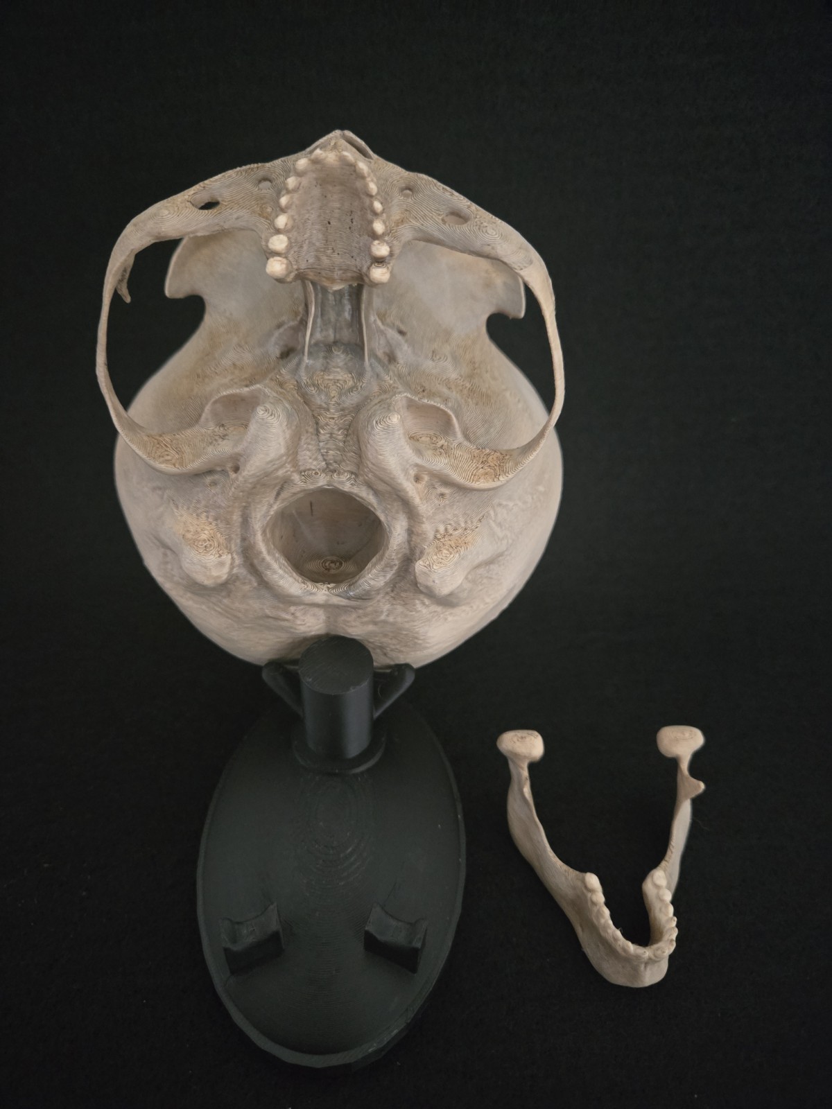 Alien Skull with stand - Realistic