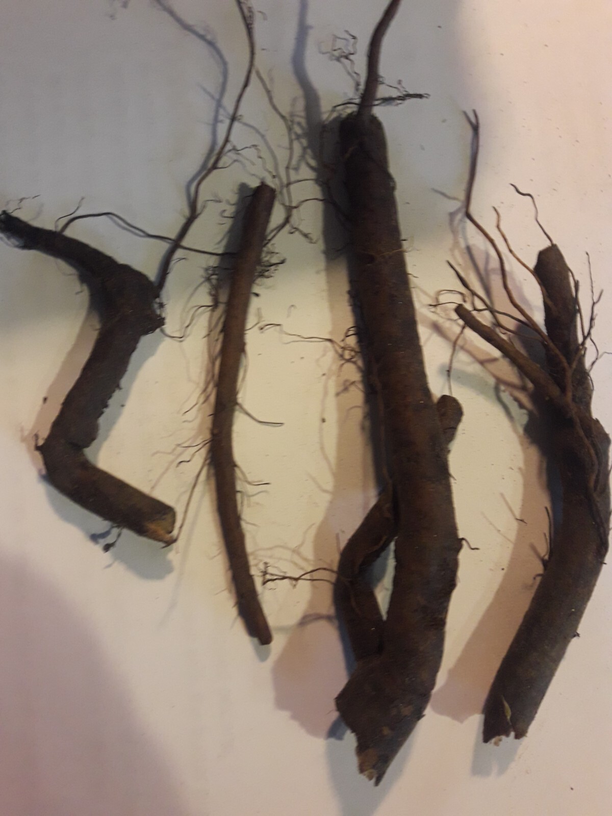 Comfrey root cuttings LIVE 4 3 to 4" live roots bocking 4