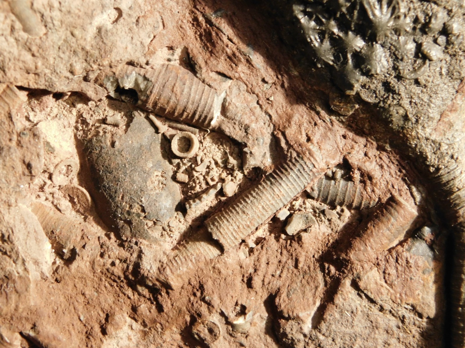 Big! 430 Million Year Old! CRINOID Fossil or Sea LILY Fossil Morocco 1686gr