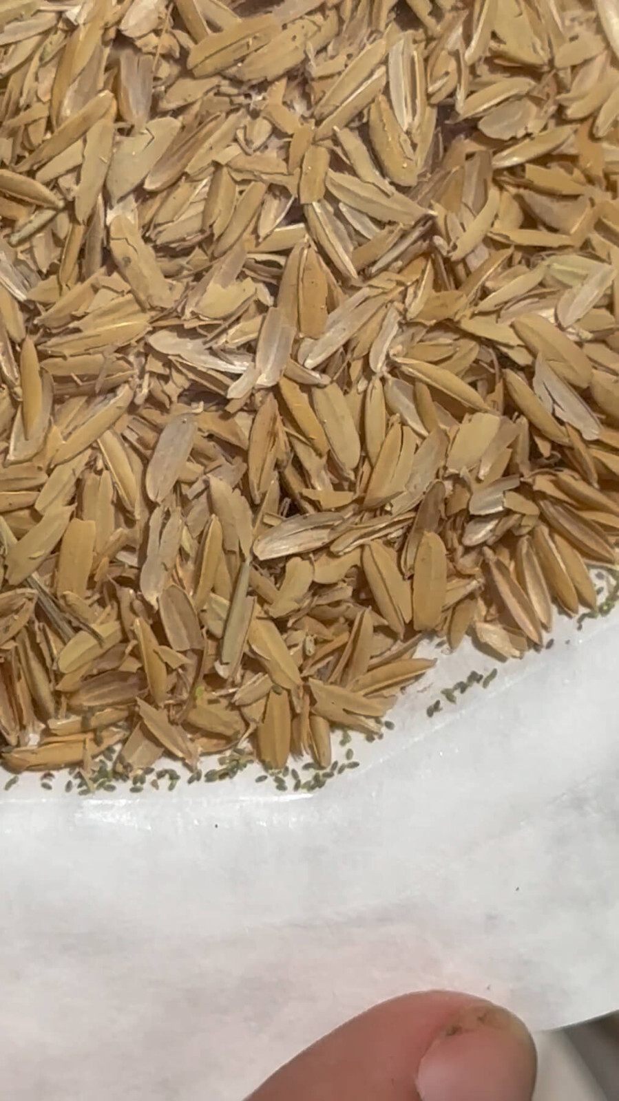 Green Lacewing Eggs in Rice Hulls - Aphid Exterminator - NaturesGoodGuys