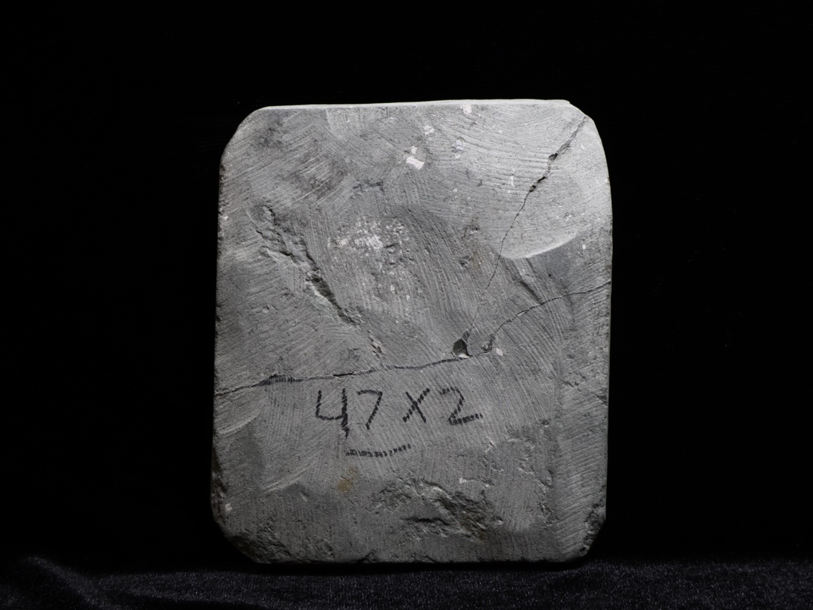 Two Scytalocrinus decadactylus Fossil Crinoids, Crawfordsville, Indiana