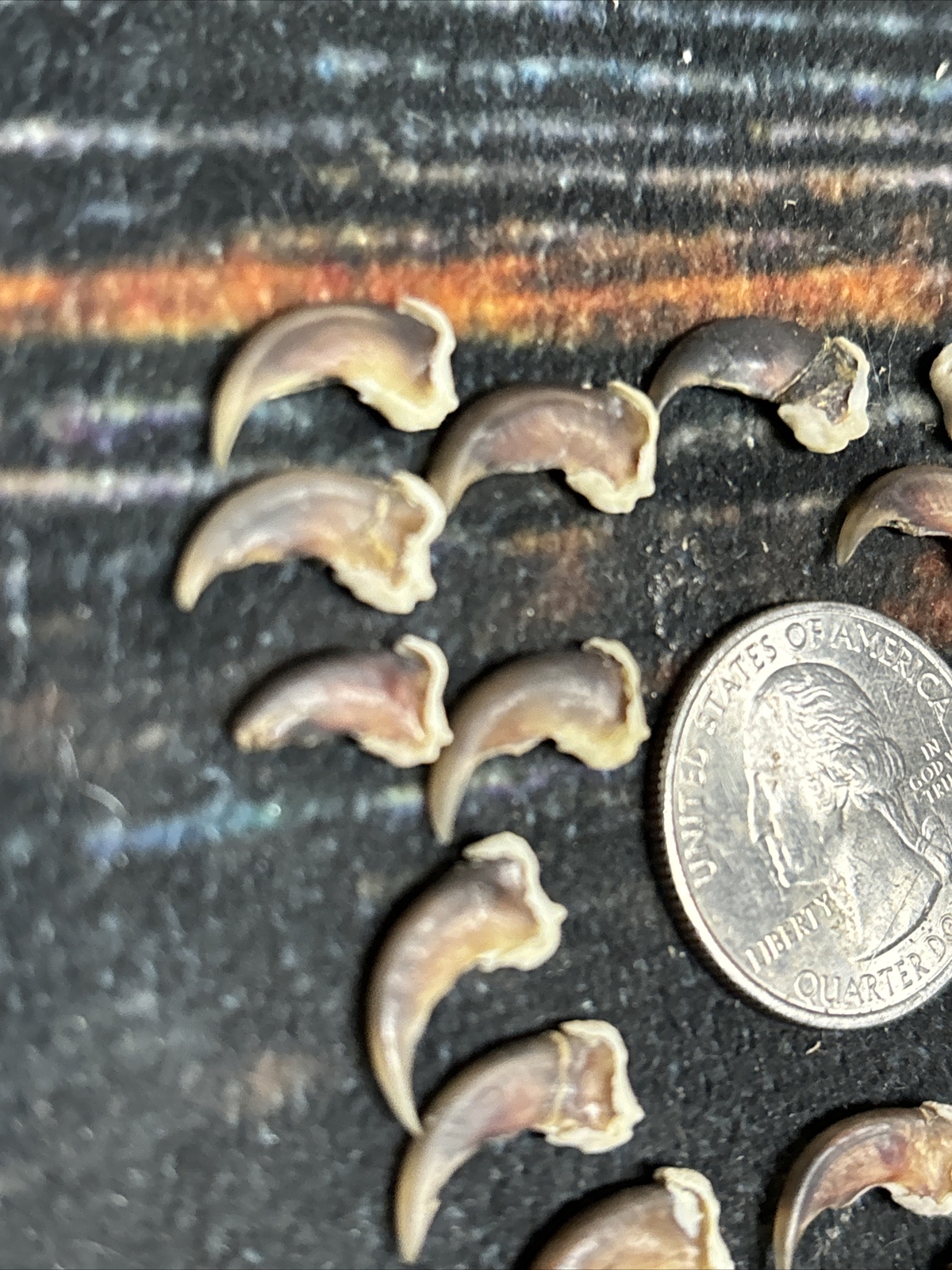 20 REAL Raccoon CLAWS TOE BONE Art Craft Animal Mount Jewelry Skull Coyote