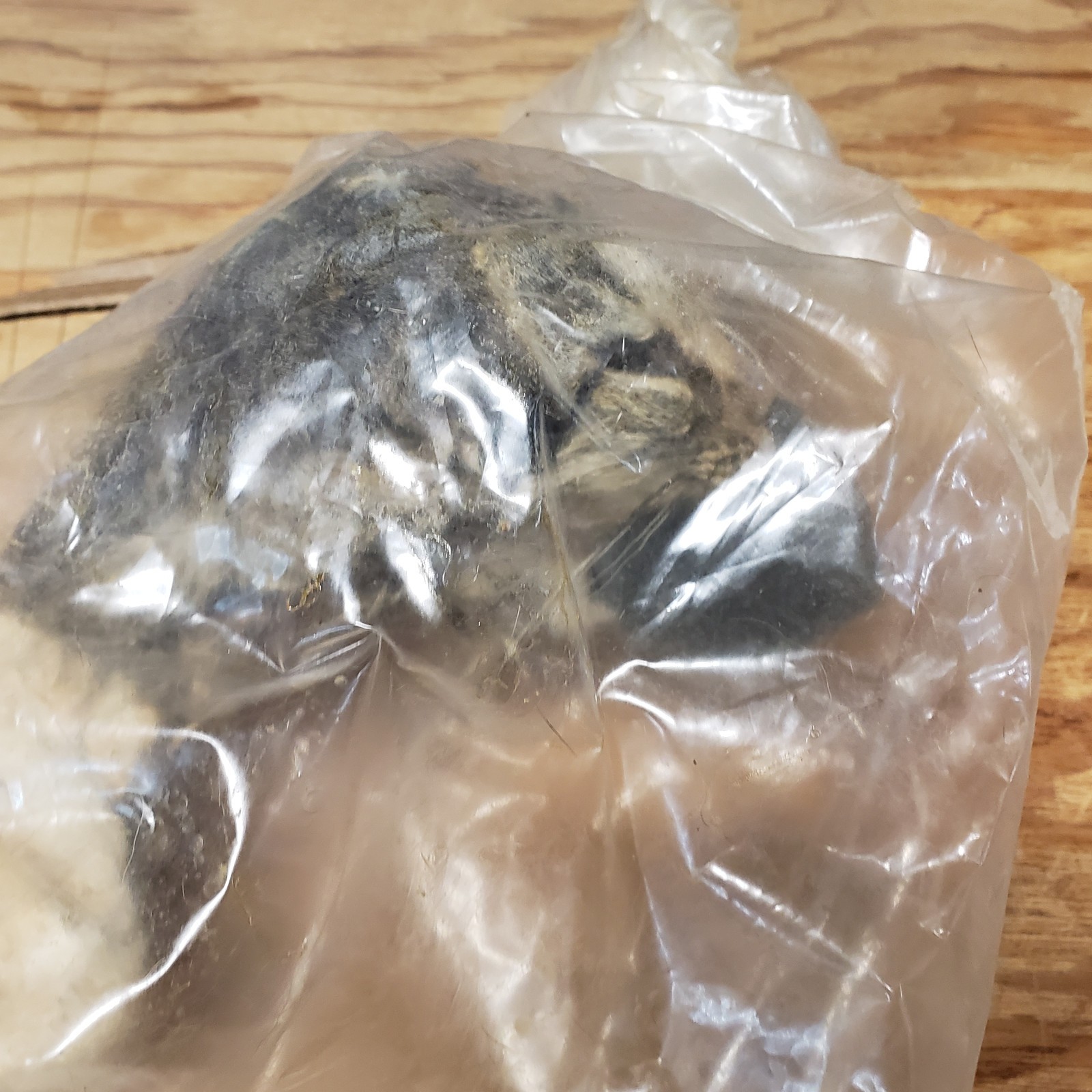 Cat Specimen Taxidermy Oddities Mummified School Research Dissect Lot