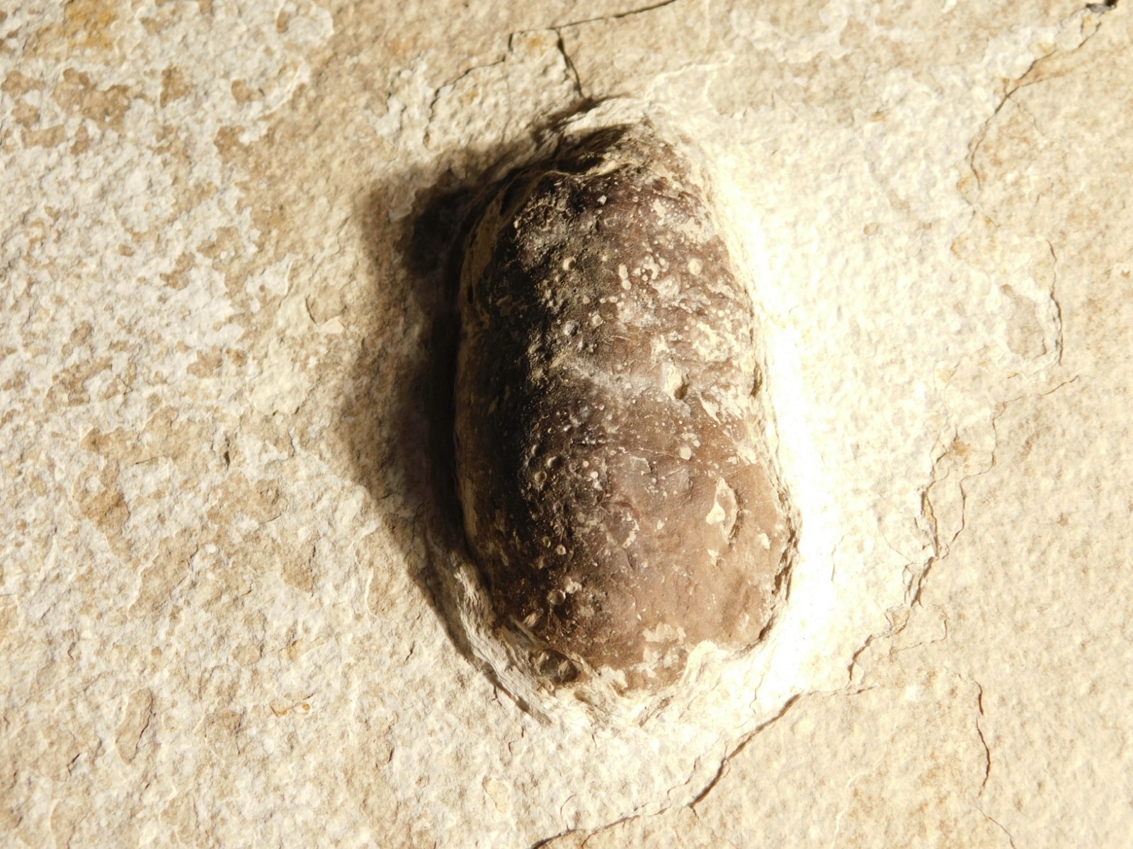 BIG! CROCODILE / TURTLE Coprolite or Fossil Turd From Wyoming 586gr
