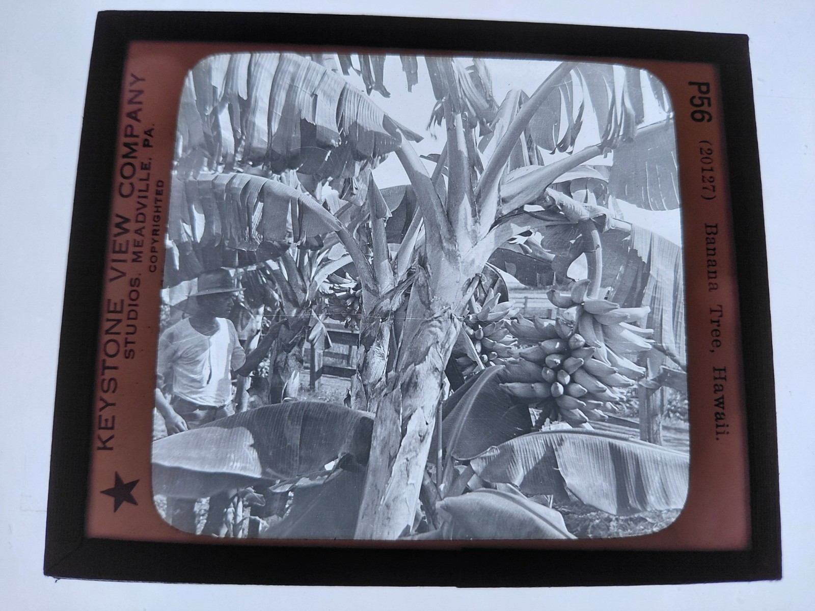 Magic Lantern Glass Slide Photo Keystone P56 Banana Tree In Hawaii
