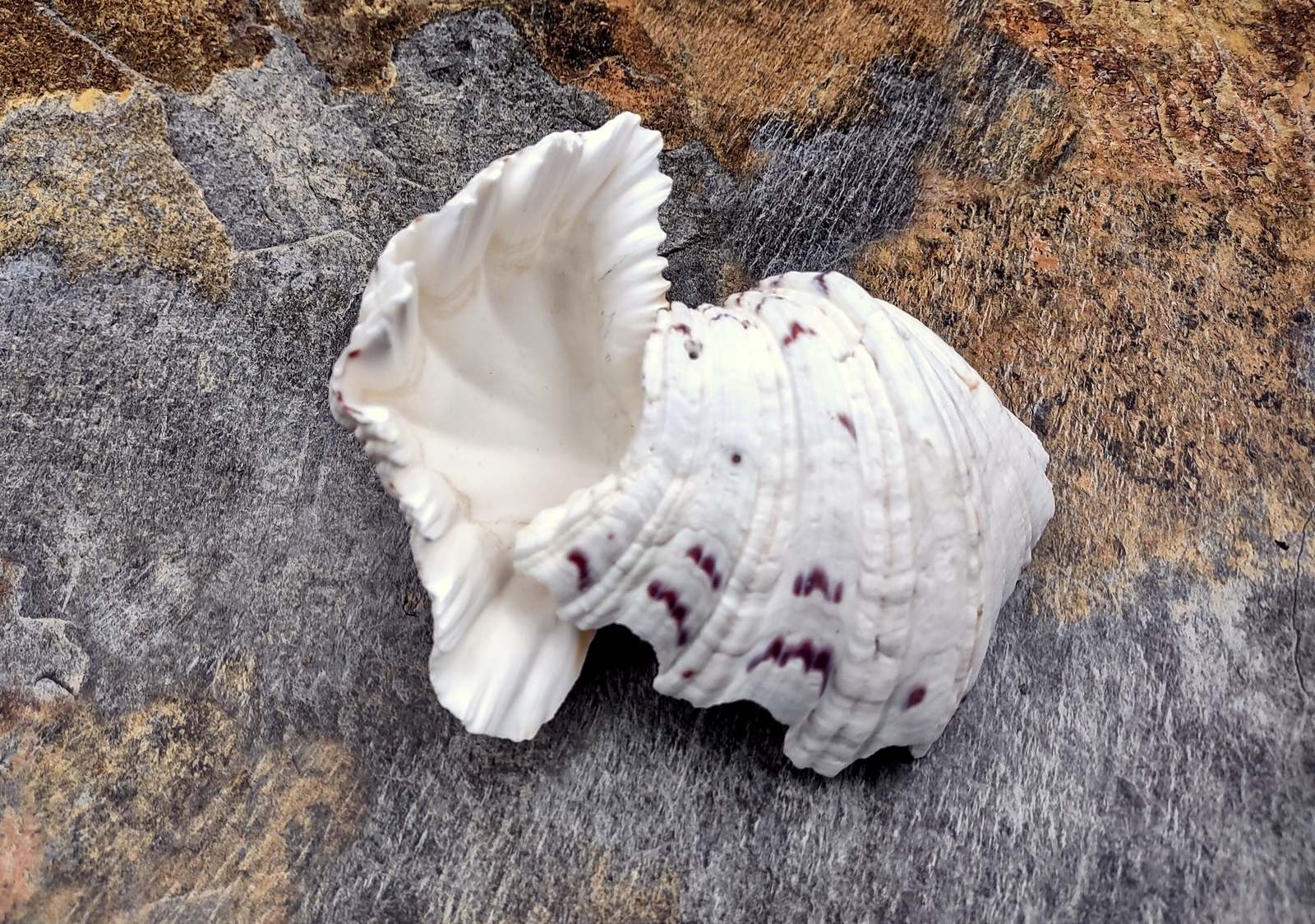 Bear Paw Clam Seashell Pair Hippopus Hippopus (1 shell pair approx. 4+ inches)