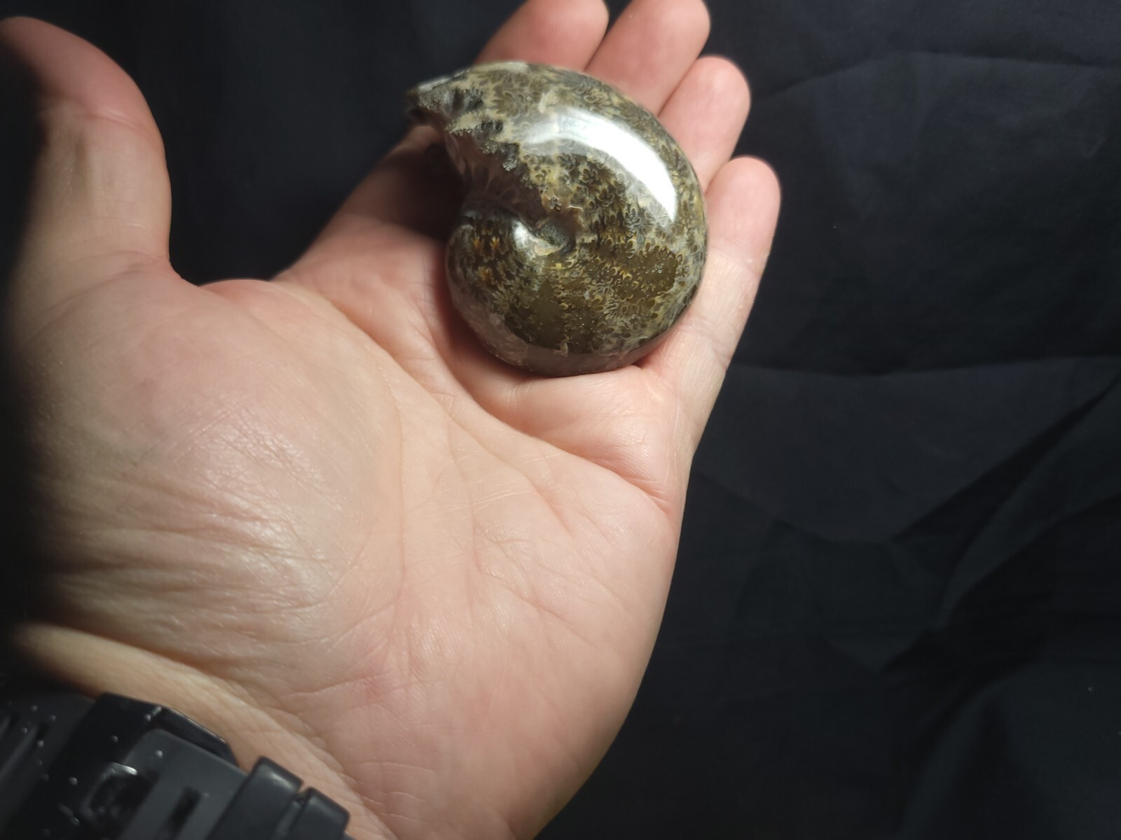 Ammonite Phylloceras Fossil from Madagascar 2.5" (138.6 gr.)