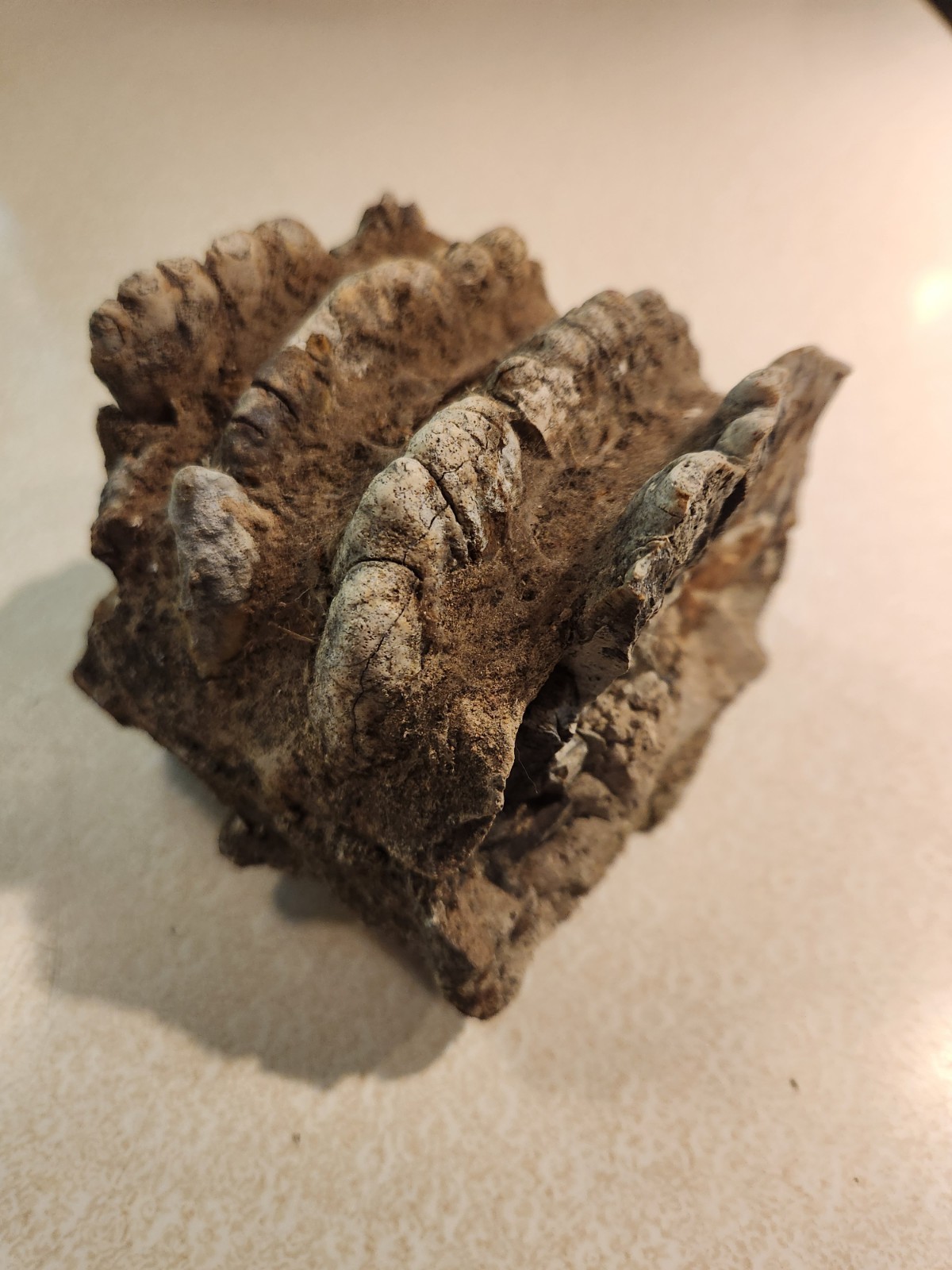 Ammonite Stegodon Partial Fossil Molar Java Indonesia 4x4x4 Inches